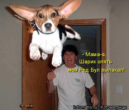 - Мама-а, Шарик опять мой Ред Бул вылакал!... Котоматрица: - Мама-а, Шарик опять мой Ред Бул вылакал!