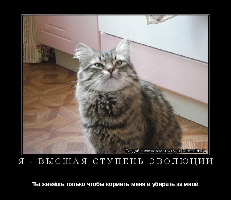 Котоматрица: Я - ВЫСШАЯ ступень эволюции Ты живёшь только чтобы кормить меня и убирать за мной