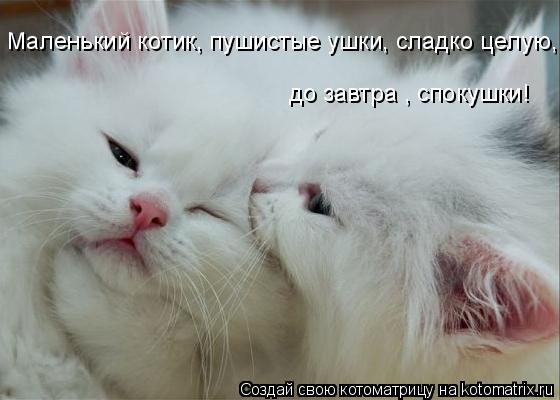 Маленький котик, пушистые ушки, сладко целую, до завтра , спокушки!... Котоматрица: Маленький котик, пушистые ушки, сладко целую, до завтра , спокушки!