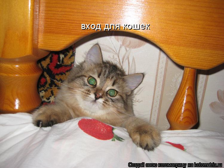 Котоматрица: вход для кошек