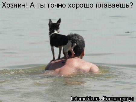Котоматрица: Хозяин! А ты точно хорошо плаваешь?