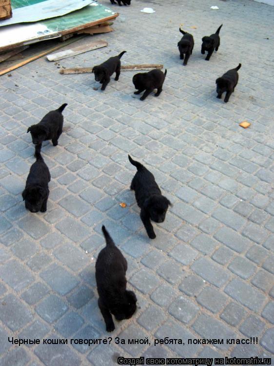 Котоматрица: Черные кошки говорите? За мной, ребята, покажем класс!!!