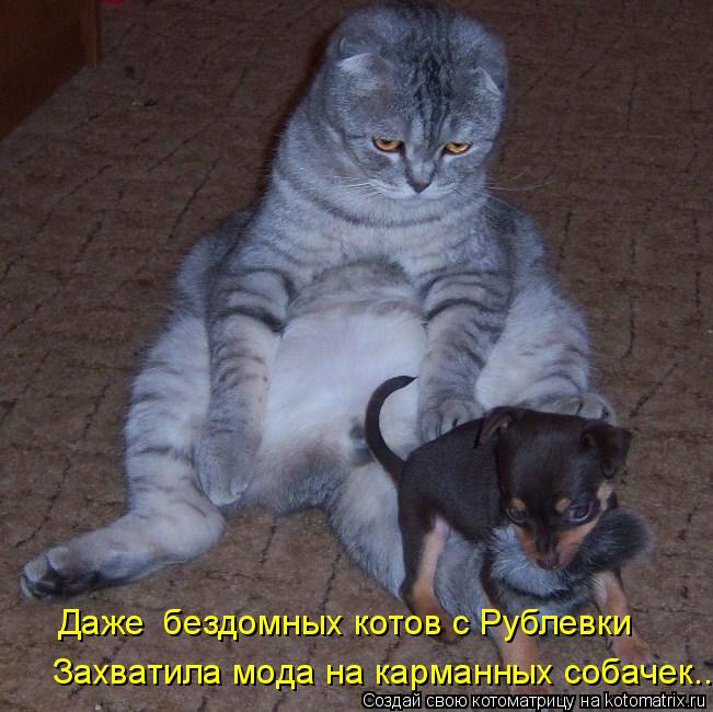 Даже бездомных котов с Рублевки Захватила мода на карманных собачек....... Котоматрица: Даже бездомных котов с Рублевки Захватила мода на карманных собачек....