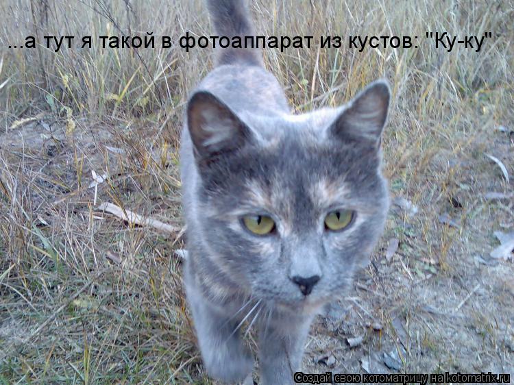 Котоматрица: ...а тут я такой в фотоаппарат из кустов: "Ку-ку"
