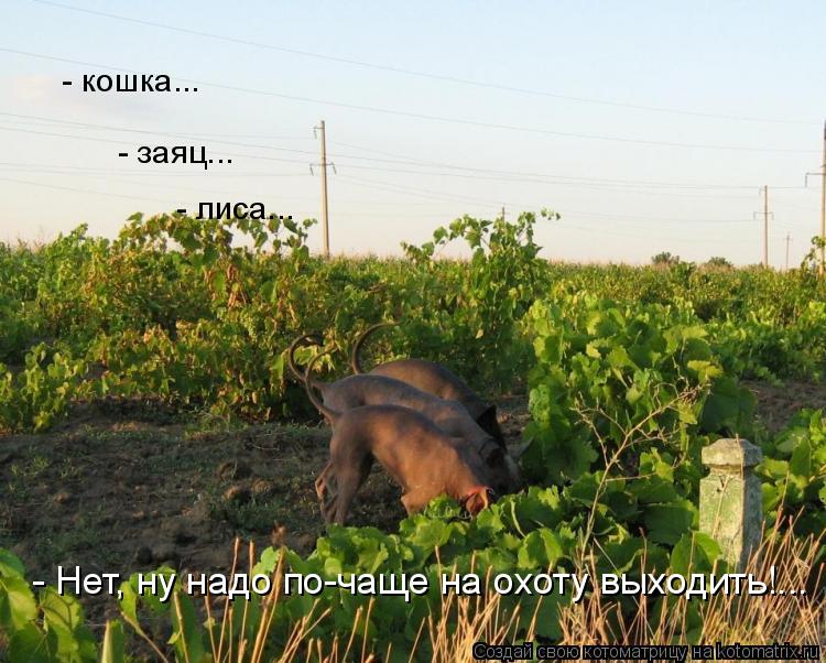 Котоматрица: - кошка... - заяц... - лиса... - Нет, ну надо по-чаще на охоту выходить!...