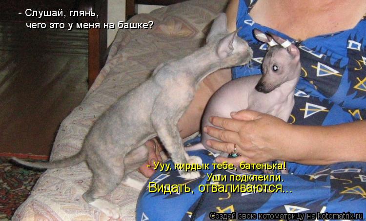 Котоматрица: - Слушай, глянь, чего это у меня на башке? - Ууу, кирдык тебе, батенька!  Уши подклеили. Видать, отваливаются...