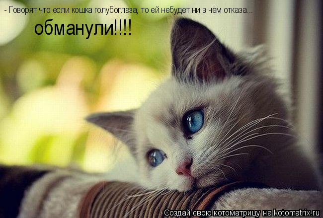 Котоматрица: - Говорят что если кошка голубоглаза, то ей небудет ни в чём отказа... обманули!!!!