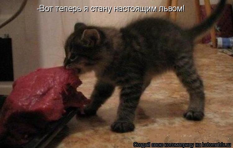Котоматрица: -Вот теперь я стану настоящим львом!