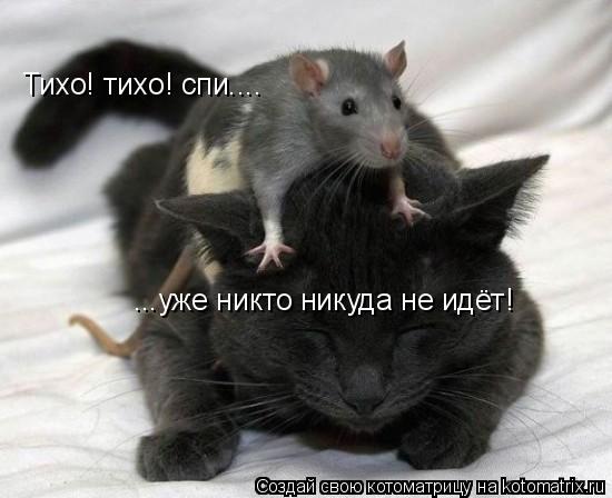 Котоматрица: Тихо! тихо! спи.... ...уже никто никуда не идёт!
