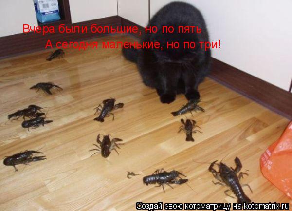 Котоматрица: Вчера были большие, но по пять А сегодня маленькие, но по три!
