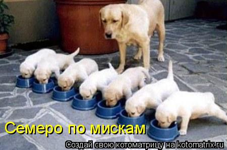Котоматрица: Семеро по мискам