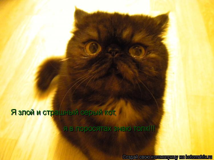 Котоматрица: Я злой и страшный серый кот, я в поросятах знаю толк!!!