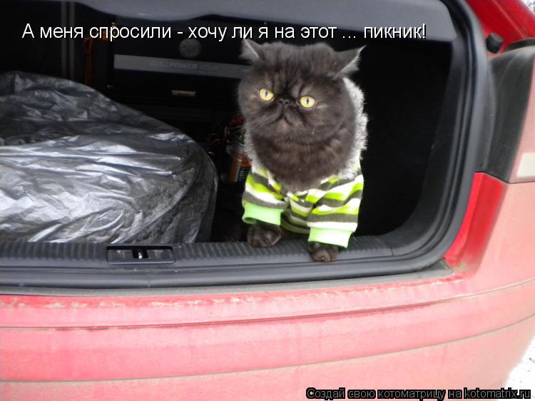 А меня спросили - хочу ли я на этот ... пикник!... Котоматрица: А меня спросили - хочу ли я на этот ... пикник!
