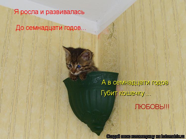 Котоматрица: Я росла и развивалась До семнадцати годов... А в семнадцати годов Губит кошечку ... ЛЮБОВЬ!!!