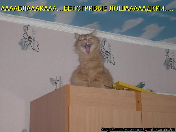Котоматрица: ААААБЛАААКААА...БЕЛОГРИВЫЕ ЛОШАААААДКИИ....