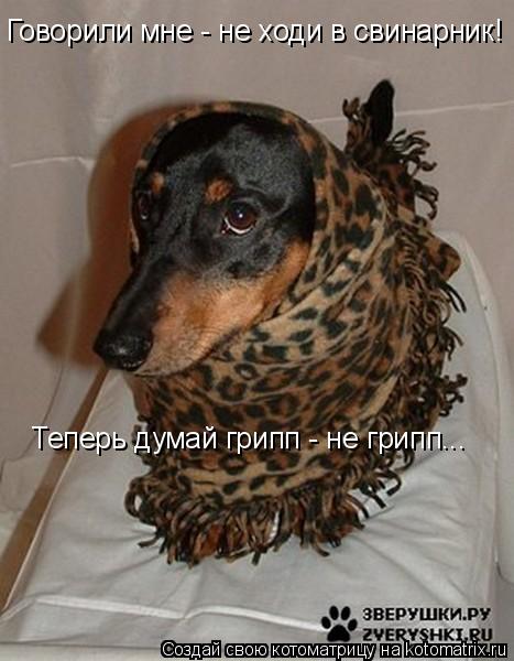 Котоматрица: Говорили мне - не ходи в свинарник!  Теперь думай грипп - не грипп...