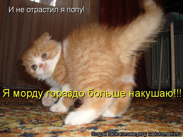 Котоматрица: И не отрастил я попу! Я морду гораздо больше накушаю!!!