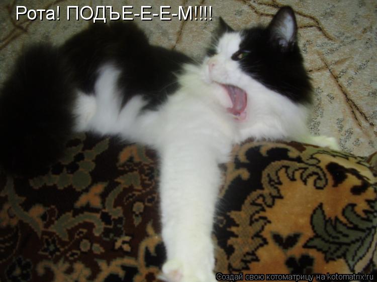 Котоматрица: Рота! ПОДЪЕ-Е-Е-М!!!! Рота! ПОДЪЕ-Е-Е-М!!!!