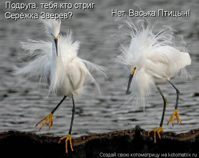 Котоматрица: Подруга, тебя кто стриг Серёжка Зверев? Нет, Васька Птицын!