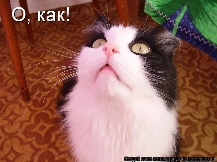 Котоматрица: О, как!