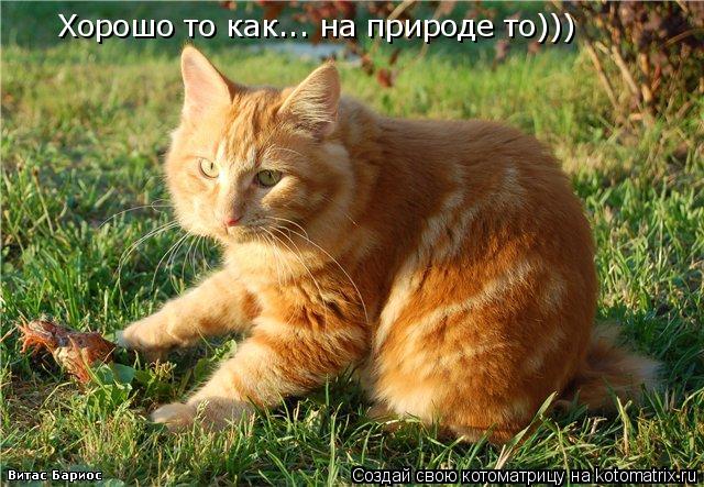 Котоматрица: Хорошо то как... на природе то)))