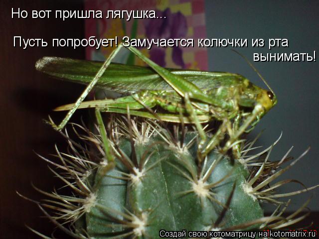 Котоматрица: Но вот пришла лягушка... Пусть попробует! Замучается колючки из рта  вынимать!