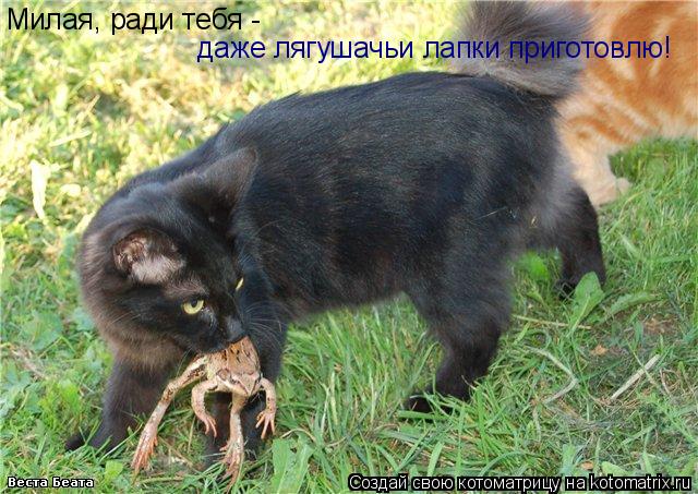Котоматрица: Милая, ради тебя -  даже лягушачьи лапки приготовлю!