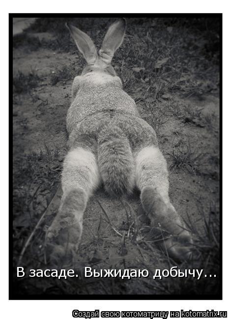 Котоматрица: В засаде. Выжидаю добычу...