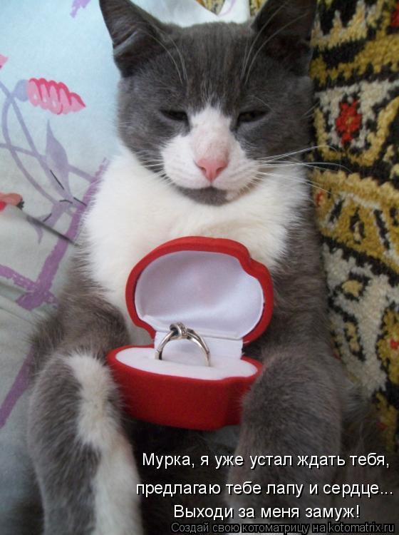 Котоматрица: Мурка, я уже устал ждать тебя, Выходи за меня замуж! предлагаю тебе лапу и сердце...