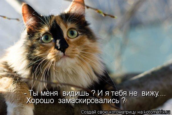 Котоматрица: - Ты меня  видишь ? И я тебя не  вижу.... Хорошо  замаскировались ?