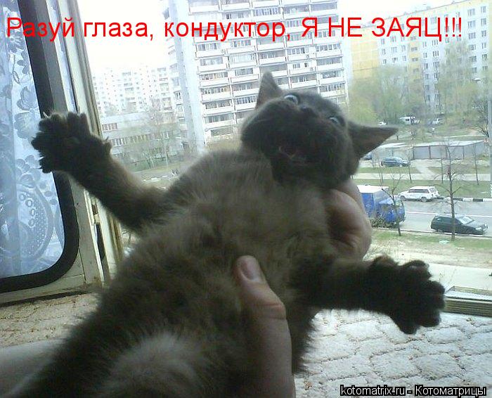 Котоматрица: Разуй глаза, кондуктор, Я НЕ ЗАЯЦ!!!