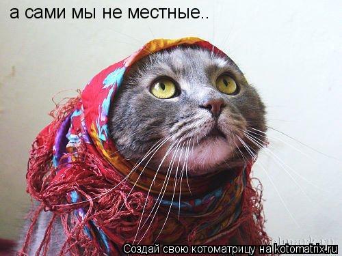 Котоматрица: а сами мы не местные..