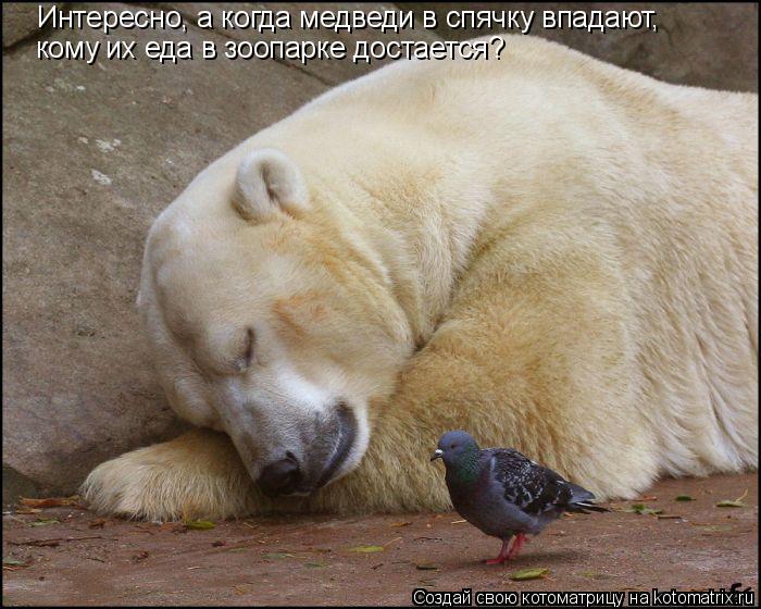 Котоматрица: Интересно, а когда медведи в спячку впадают, кому их еда в зоопарке достается?