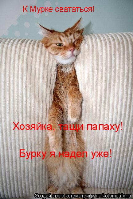 Котоматрица: К Мурке свататься! Хозяйка, тащи папаху! Бурку я надел уже!
