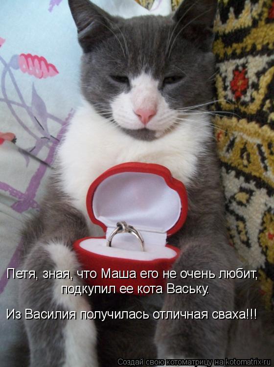 Котоматрица: Петя, зная, что Маша его не очень любит,  подкупил ее кота Ваську. Из Василия получилась отличная сваха!!!