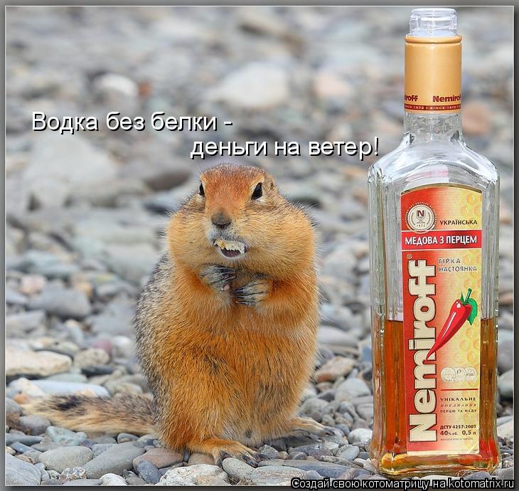 Котоматрица: Водка без белки -  деньги на ветер!