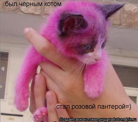 Котоматрица: был чёрным котом стал розовой пантерой=)