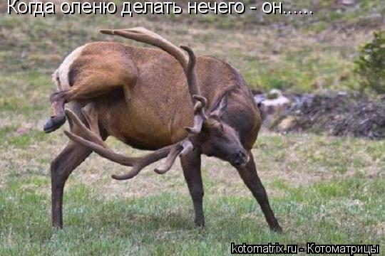 Котоматрица: Когда оленю делать нечего - он......