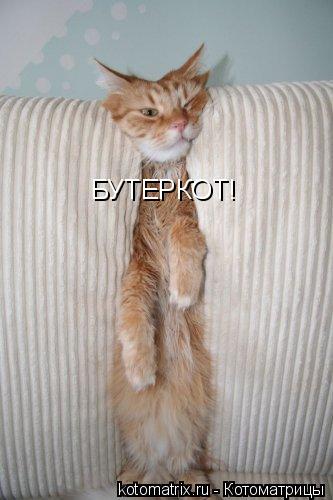 БУТЕРКОТ!... Котоматрица: БУТЕРКОТ!