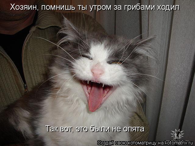 Хозяин, помнишь ты утром за грибами ходил Так вот, это были не опята... Котоматрица: Хозяин, помнишь ты утром за грибами ходил Так вот, это были не опята