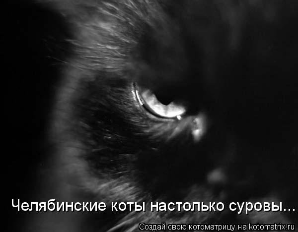 Челябинские коты настолько суровы...... Котоматрица: Челябинские коты настолько суровы...