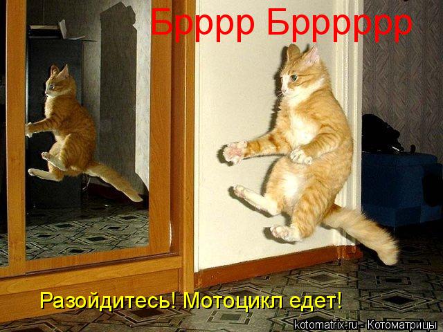 Котоматрица: Брррр Брррррр Разойдитесь! Мотоцикл едет!