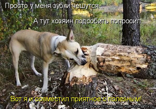 Просто у меня зубки чешутся... А тут хозяин подсобить попросил... Вот я и совместил приятное с полезн... Котоматрица: Просто у меня зубки чешутся... А тут хозяин подсобить попросил... Вот я и совместил приятное с полезным!