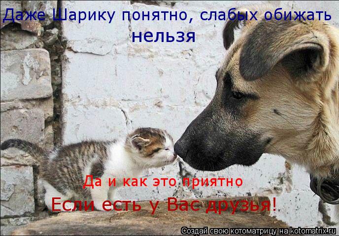 Даже Шарику понятно, слабых обижать нельзя Да и как это приятно Если есть у Вас друзья!... Котоматрица: Даже Шарику понятно, слабых обижать нельзя Да и как это приятно Если есть у Вас друзья!