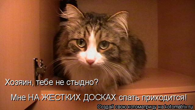 Хозяин, тебе не стыдно? Мне НА ЖЕСТКИХ ДОСКАХ спать приходится!... Котоматрица: Хозяин, тебе не стыдно? Мне НА ЖЕСТКИХ ДОСКАХ спать приходится!