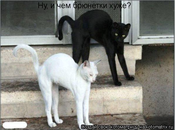 Ну, и чем брюнетки хуже?... Котоматрица: Ну, и чем брюнетки хуже?