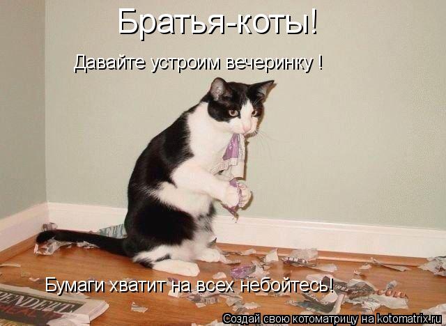 Братья-коты! Бумаги хватит на всех небойтесь! Давайте устроим вечеринку !... Котоматрица: Братья-коты! Бумаги хватит на всех небойтесь! Давайте устроим вечеринку !