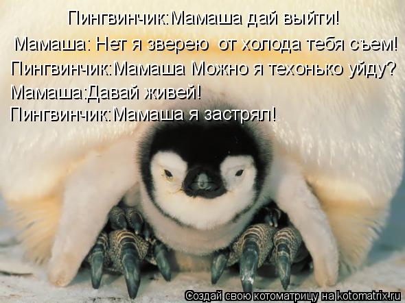 Пингвинчик:Мамаша дай выйти! Мамаша: Нет я зверею от холода тебя съем! Пингвинчик:Мамаша Можно я тех... Котоматрица: Пингвинчик:Мамаша дай выйти! Мамаша: Нет я зверею от холода тебя съем! Пингвинчик:Мамаша Можно я техонько уйду? Мамаша:Давай живей! Пингвинч