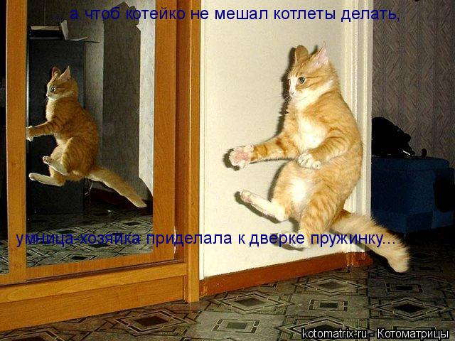 Котоматрица: ... а чтоб котейко не мешал котлеты делать,  умница-хозяйка приделала к дверке пружинку...