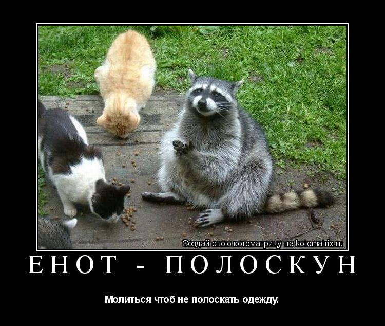 Котоматрица: Енот - Полоскун Молиться чтоб не полоскать одежду.